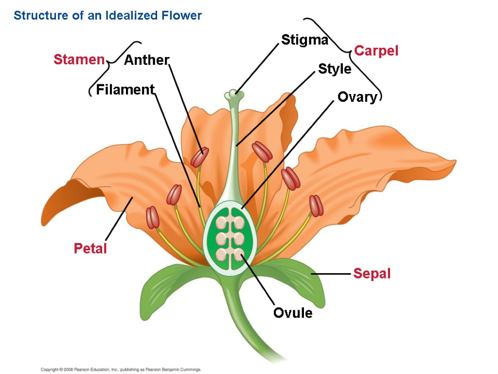 Structure of an Idealized Flower Carpel Ovule Sepal Petal Stigma Style Ovary Stamen Anther